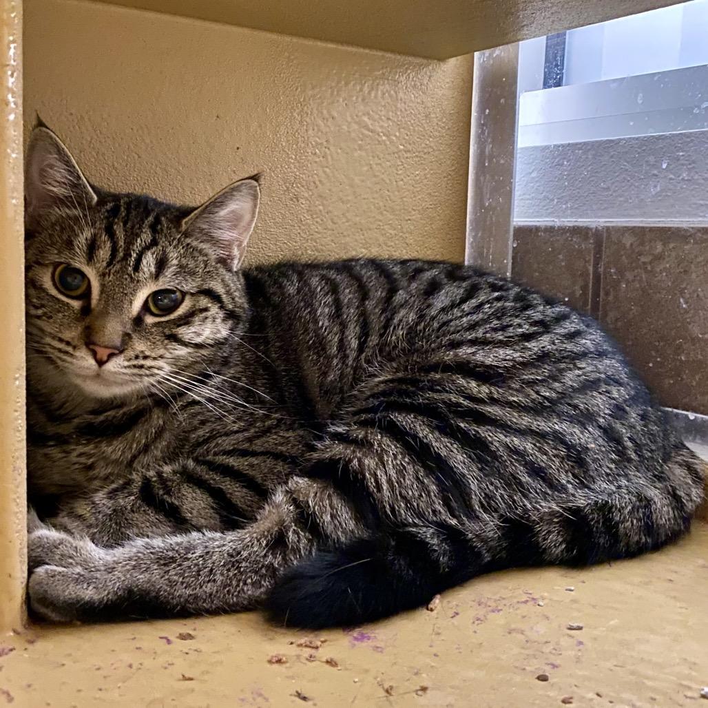 Enlarge Floxie, a Adoptable Domestic Short Hair in Spokane, WA image 2/4