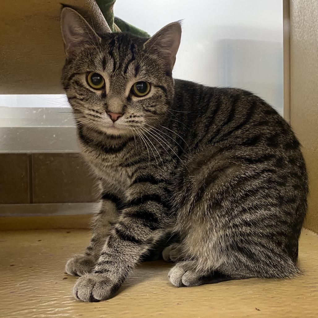 Enlarge Floxie, a Adoptable Domestic Short Hair in Spokane, WA image 3/4