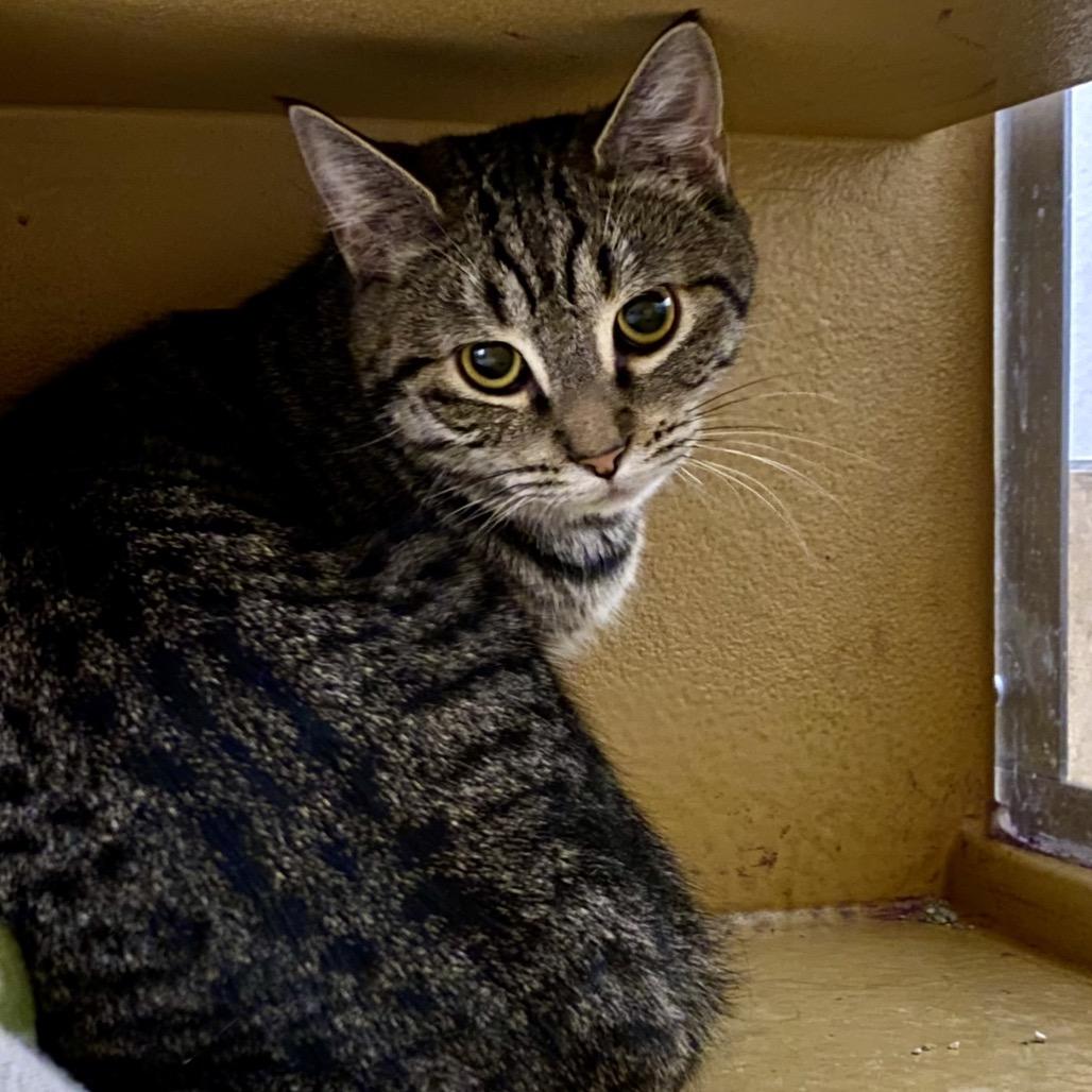 Floxie, a Adoptable Domestic Short Hair in Spokane, WA image 2/3