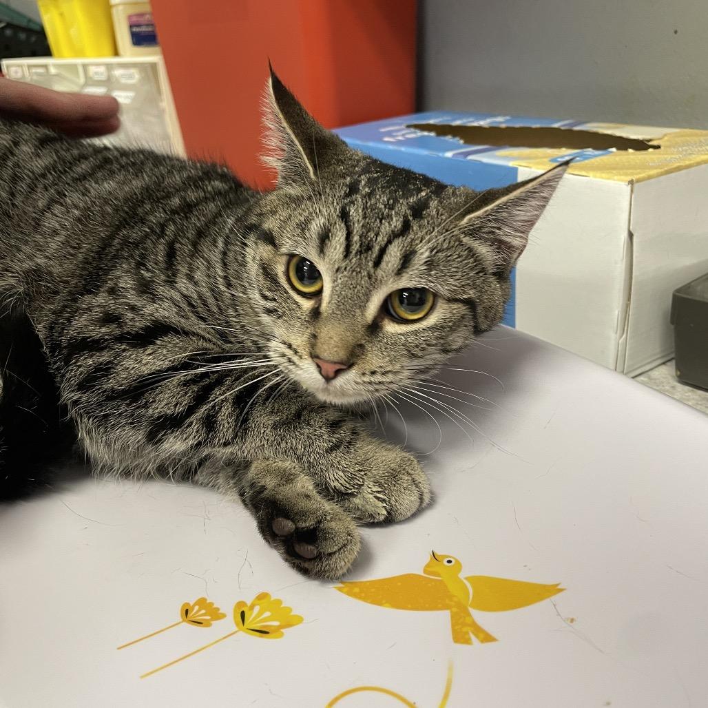 Floxie, a Adoptable Domestic Short Hair in Spokane, WA image 3/3