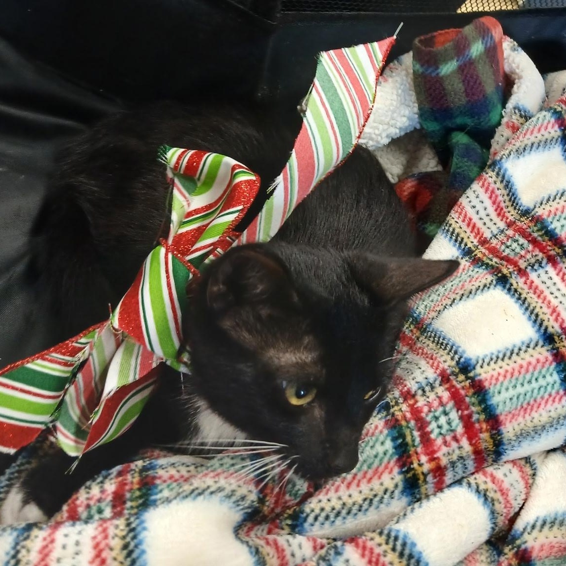 Spirit, Adoptable, Young Male Domestic Short Hair.