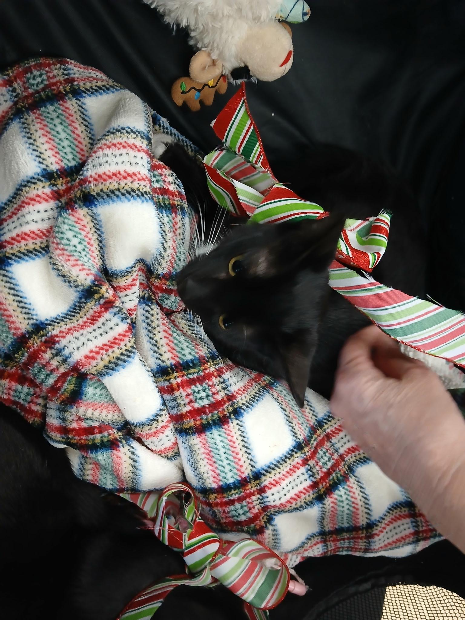 Enlarge Spirit, a Adoptable Domestic Short Hair in Honolulu, HI image 2/4