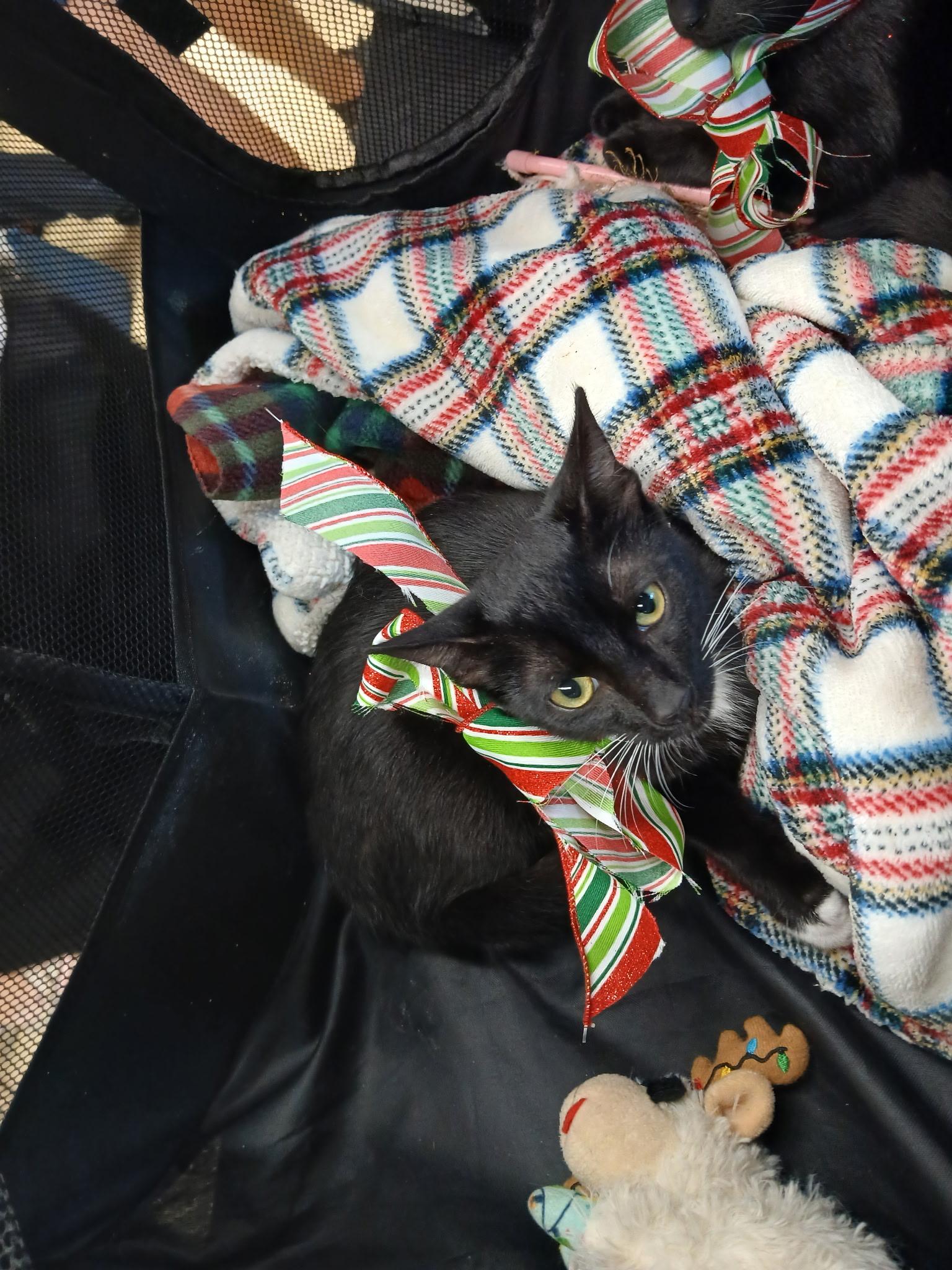 Enlarge Spirit, a Adoptable Domestic Short Hair in Honolulu, HI image 3/4