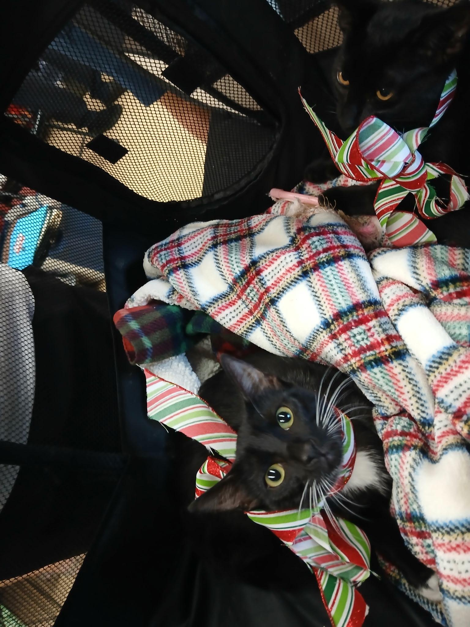 Enlarge Spirit, a Adoptable Domestic Short Hair in Honolulu, HI image 4/4