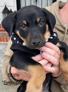 Enlarge Brownie, a ADOPTABLE mixed breed in Calhoun, GA image 2/2