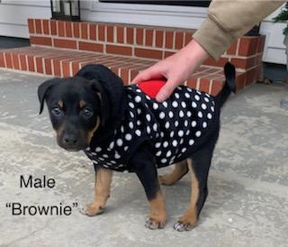 Brownie, ADOPTABLE, Puppy Male Australian Cattle Dog / Blue Heeler & Coonhound.