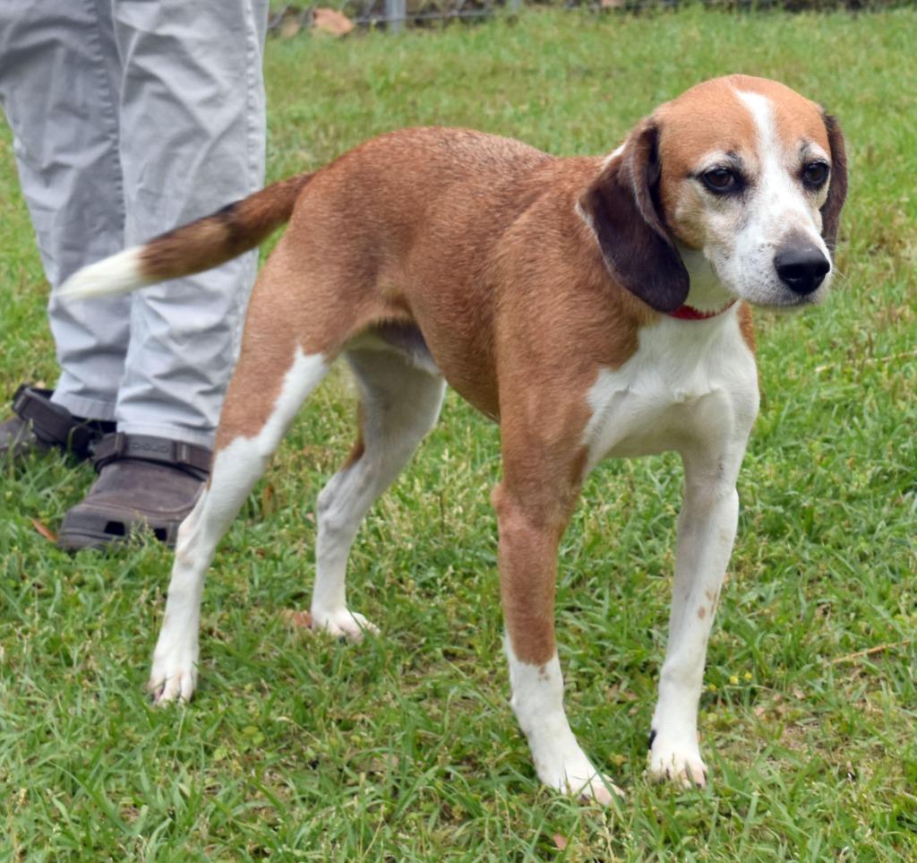 Ollie, Adoptable, Adult Male Beagle & Mixed Breed.
