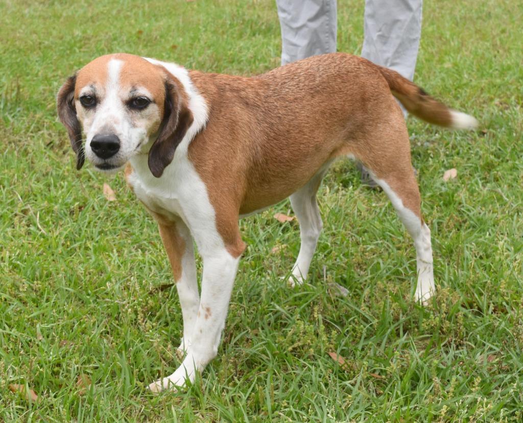 Enlarge Ollie, a Adoptable mixed breed in Kingsland, GA image 2/3