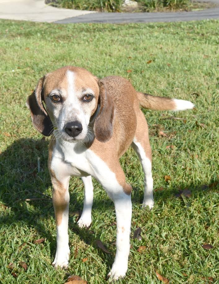 Enlarge Ollie, a Adoptable mixed breed in Kingsland, GA image 3/3