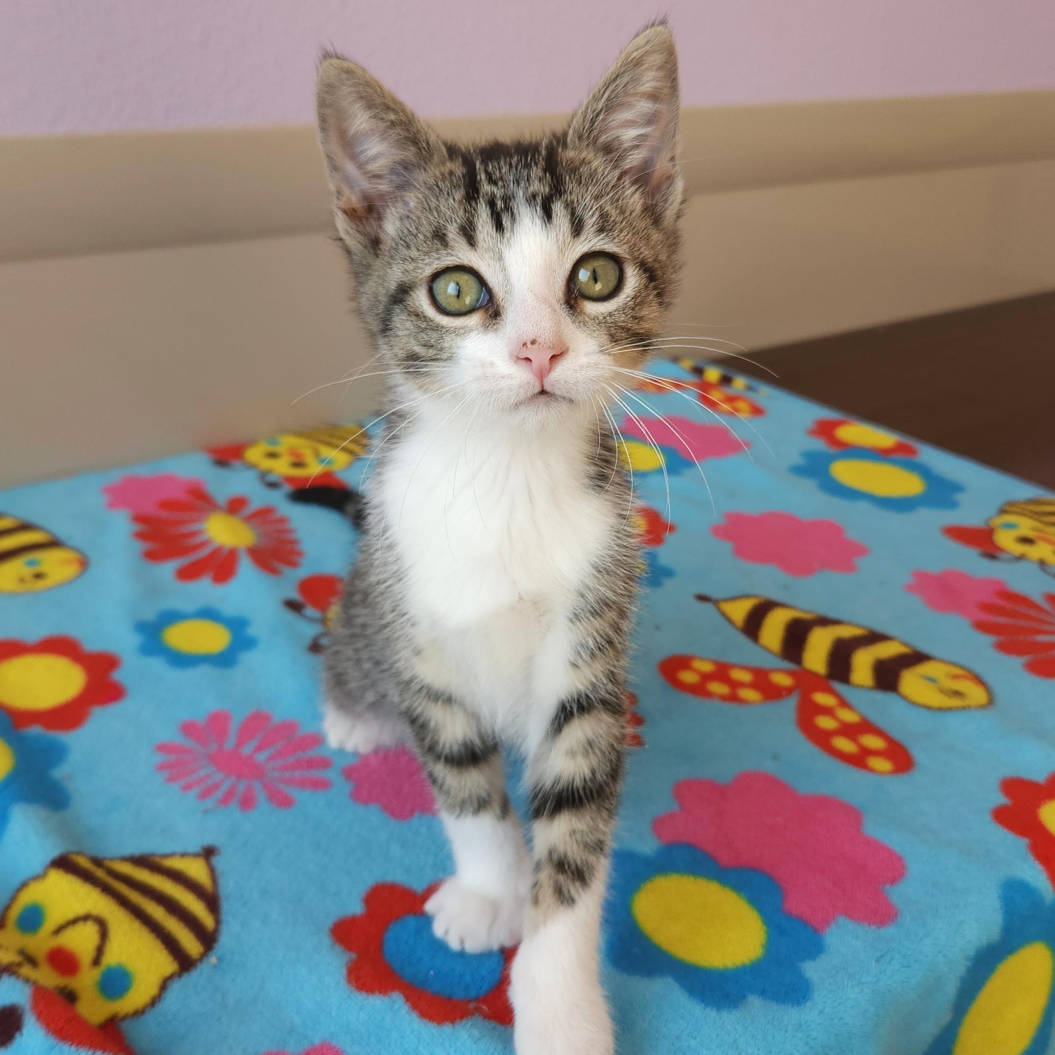 Hop, a Adoptable Tabby in Marshfield, WI image 3/6