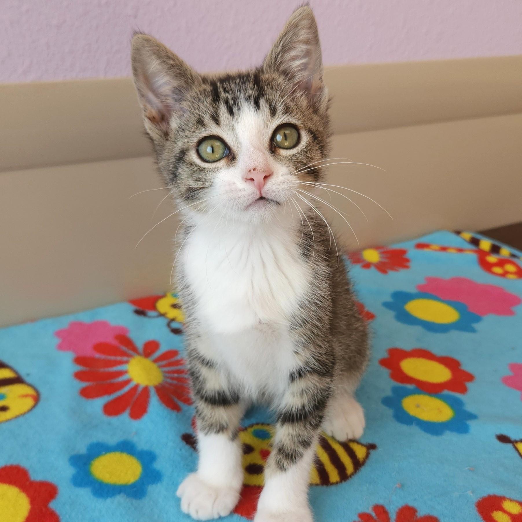 Hop, Adoptable, Kitten Male Tabby.