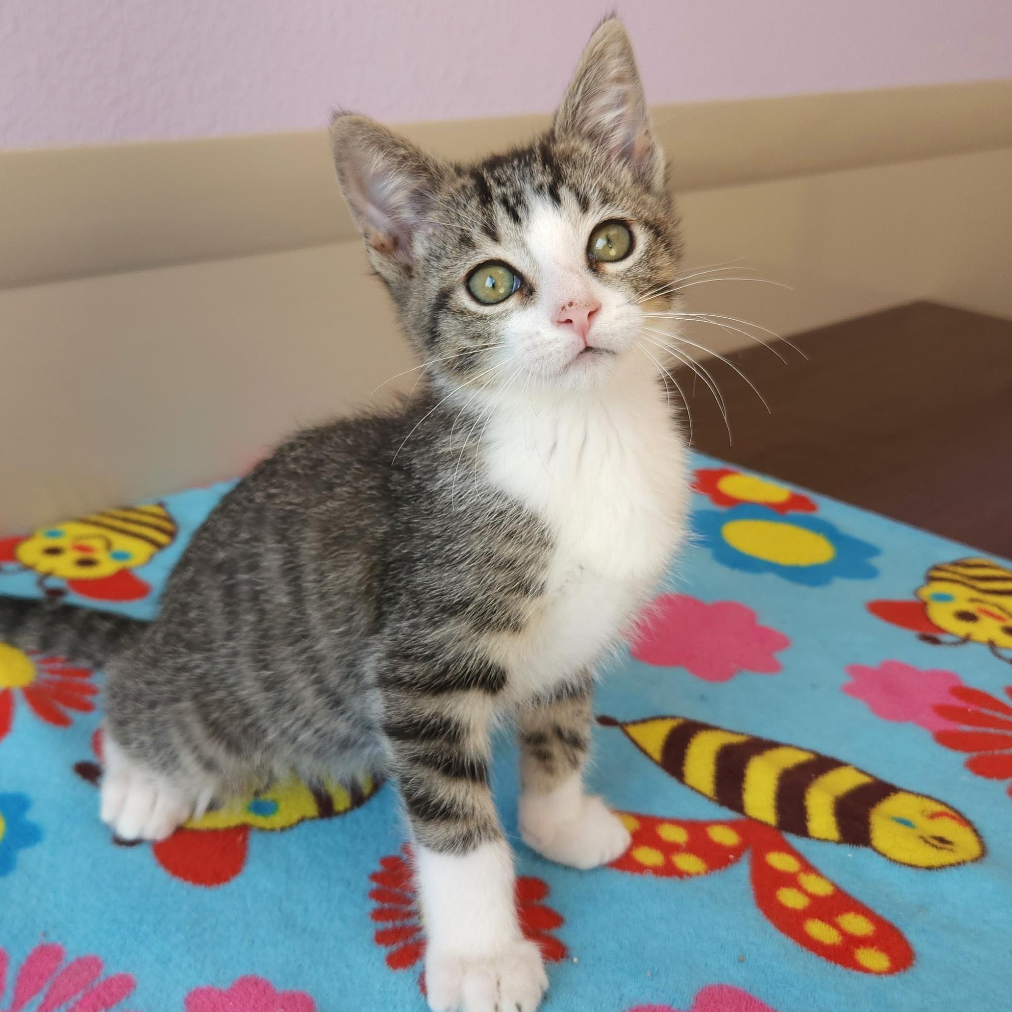 Hop, a Adoptable Tabby in Marshfield, WI image 4/6
