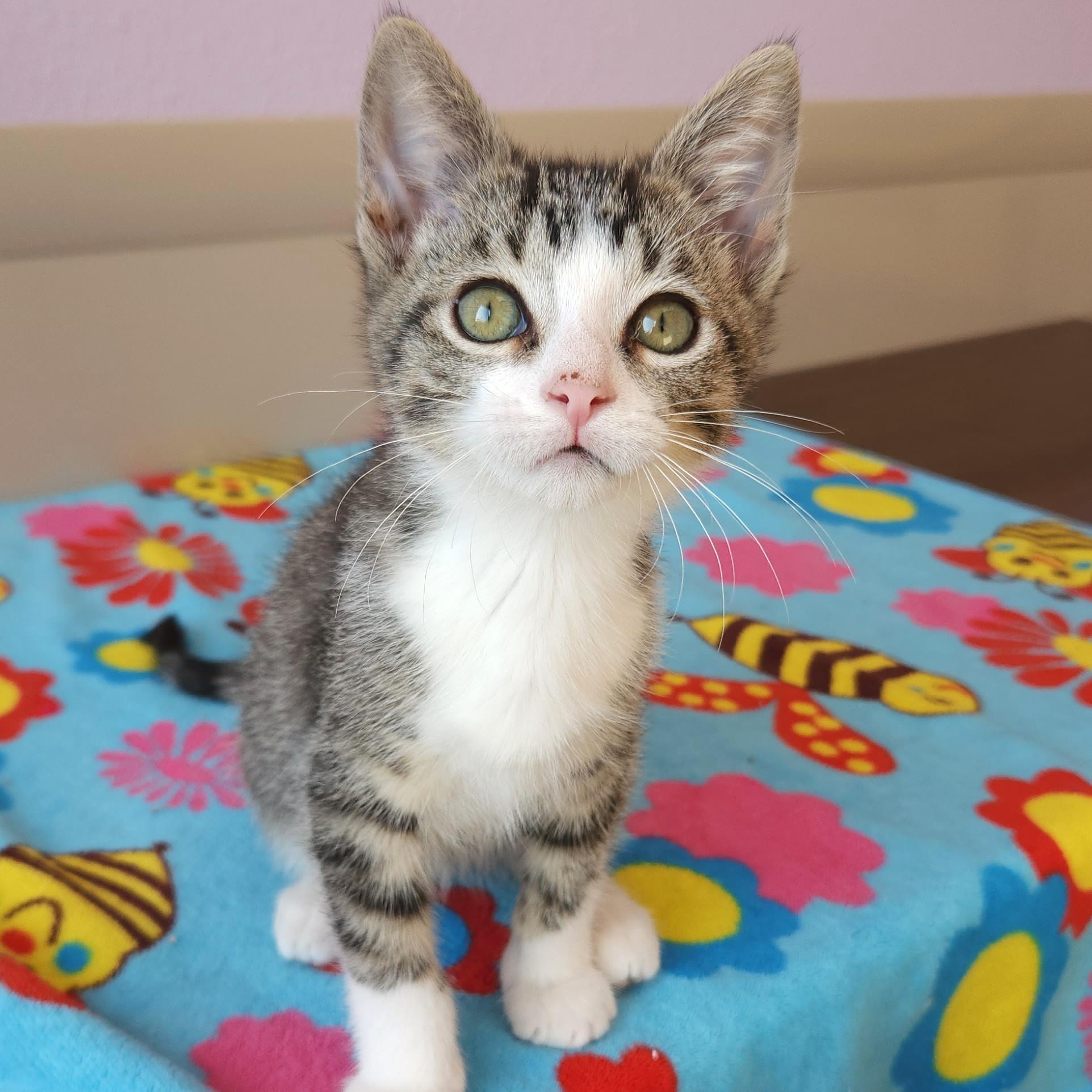 Hop, a Adoptable Tabby in Marshfield, WI image 2/6
