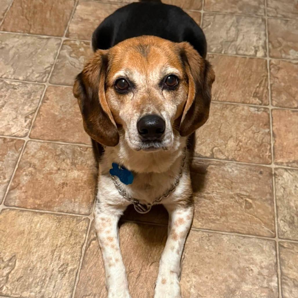 Enlarge Chase 22732, a Adoptable mixed breed in Minneapolis, MN image 2/3