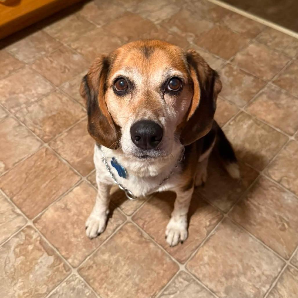 Enlarge Chase 22732, a Adoptable mixed breed in Minneapolis, MN image 3/3