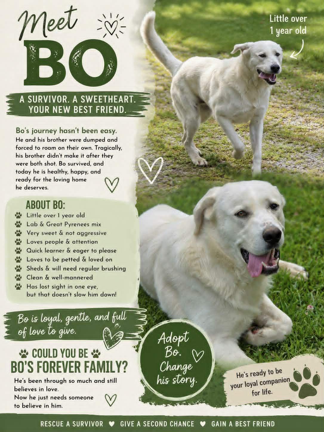 Bo, ADOPTABLE, Adult Male Labrador Retriever & Great Pyrenees.