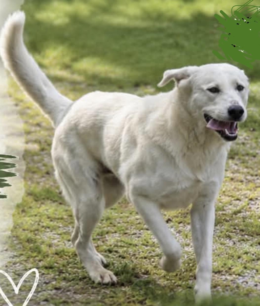 Enlarge Bo, a ADOPTABLE mixed breed in Fort Payne, AL image 2/2