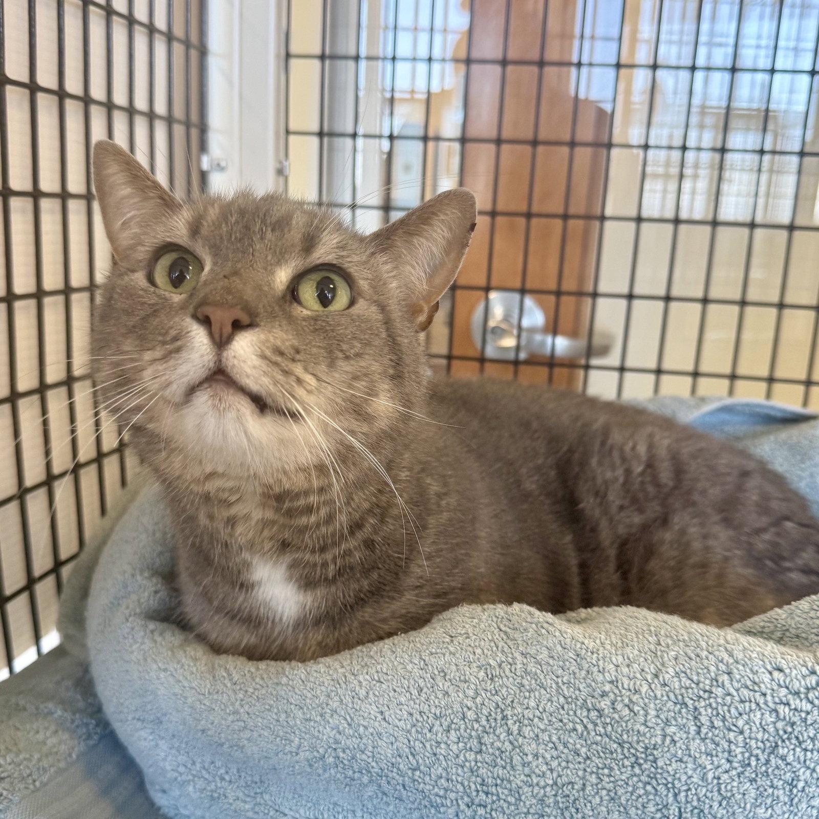 Monday, Adopted, Senior Male Domestic Short Hair.