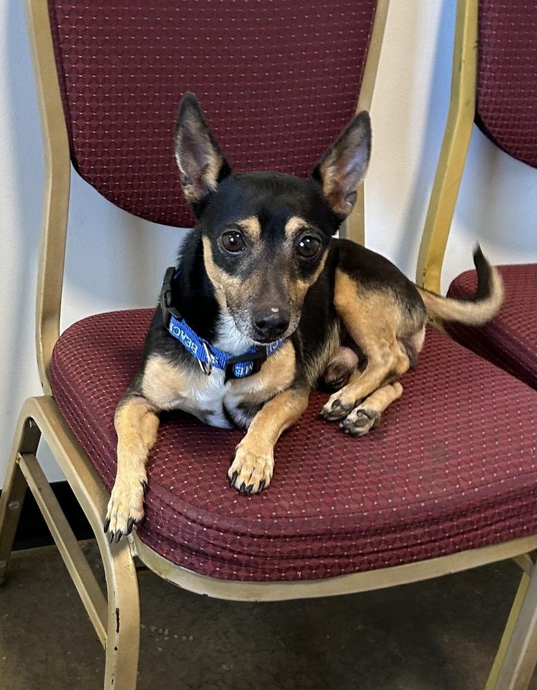 Enlarge Winston, a Adoptable mixed breed in Cedartown, GA image 1/1