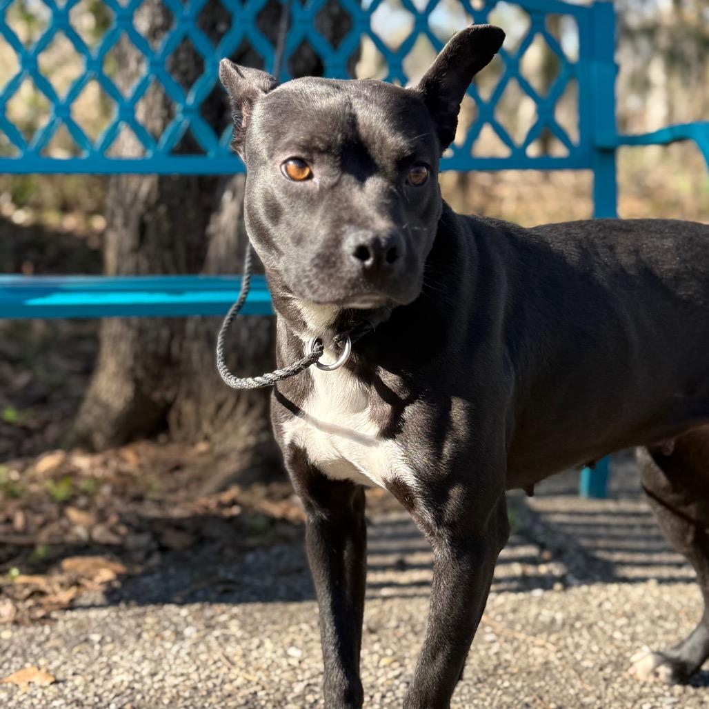 Shutter Stock, Adoptable, Adult Female Mixed Breed.