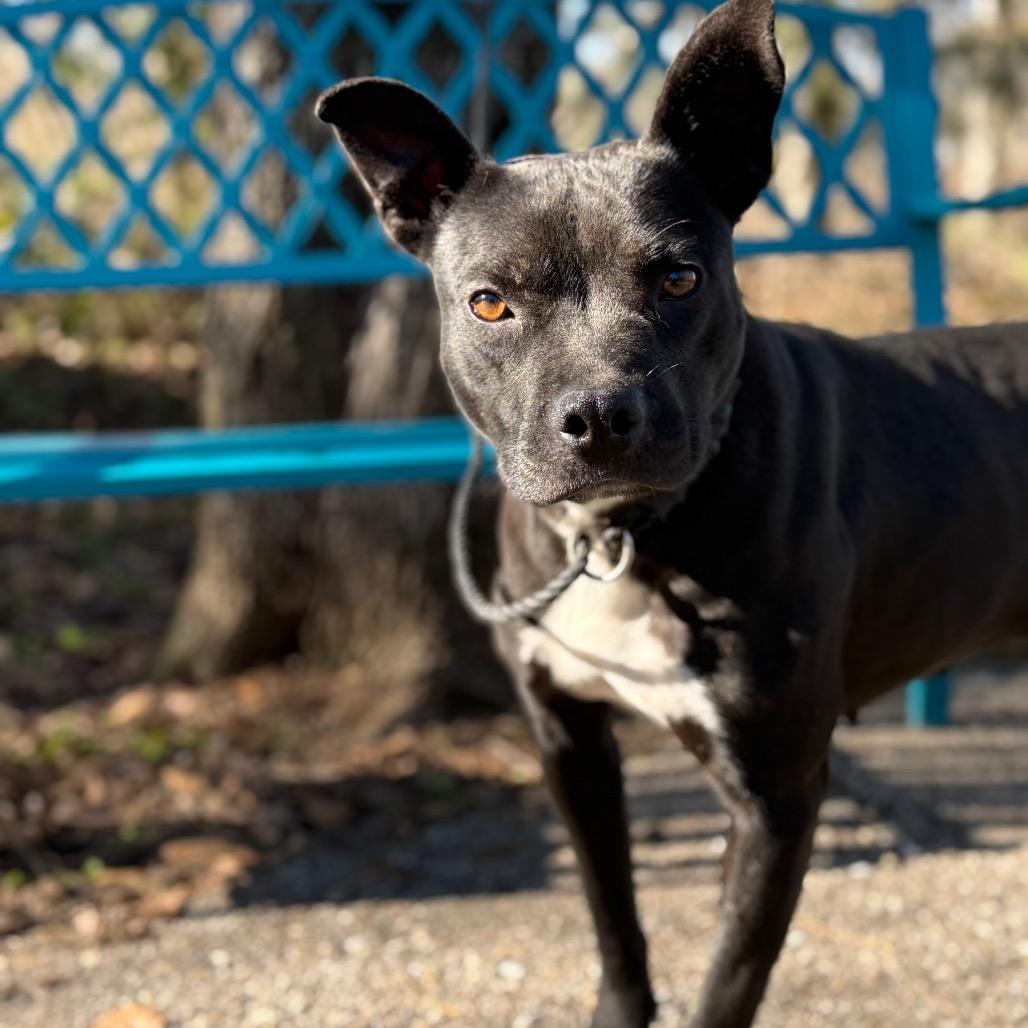 Enlarge Shutter Stock, a Adoptable Mixed Breed in Monroeville, AL image 2/6