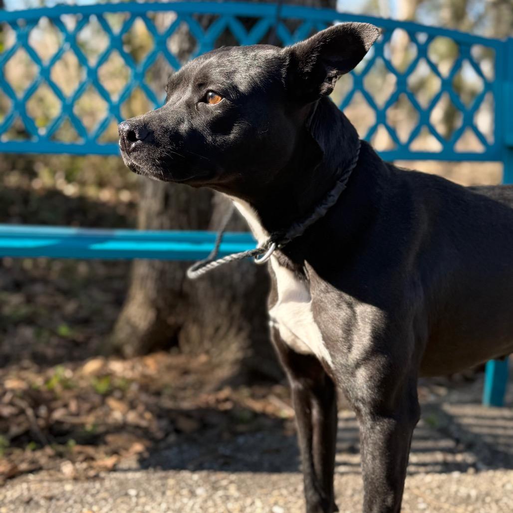 Enlarge Shutter Stock, a Adoptable Mixed Breed in Monroeville, AL image 3/6