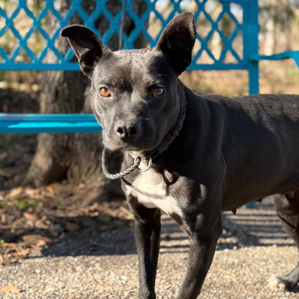 Enlarge Shutter Stock, a Adoptable Mixed Breed in Monroeville, AL image 4/6