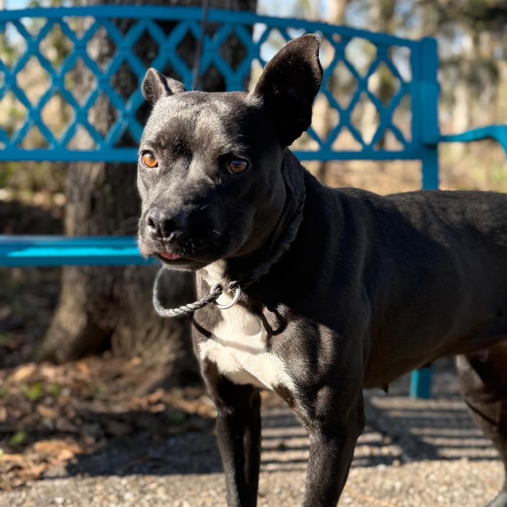 Enlarge Shutter Stock, a Adoptable Mixed Breed in Monroeville, AL image 5/6
