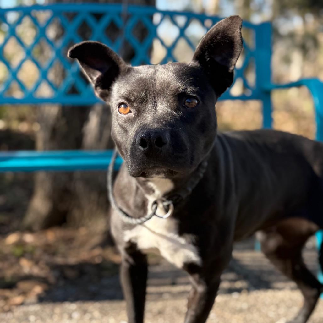 Enlarge Shutter Stock, a Adoptable Mixed Breed in Monroeville, AL image 6/6