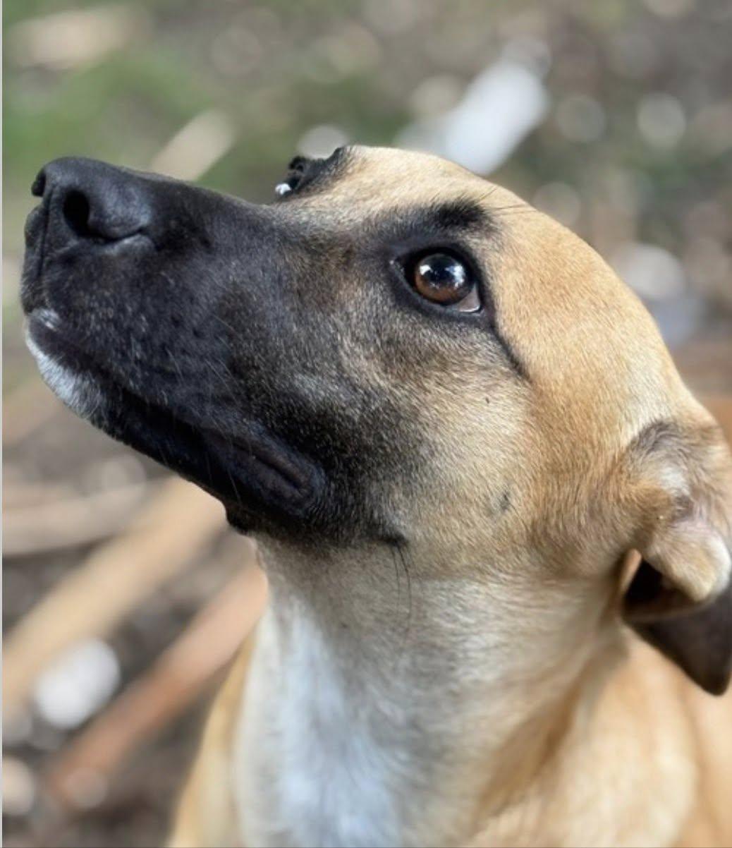 Enlarge MARIO (FOSTER OR FOSTER TO ADOPT!), a hold mixed breed in Ajax, ON image 4/4