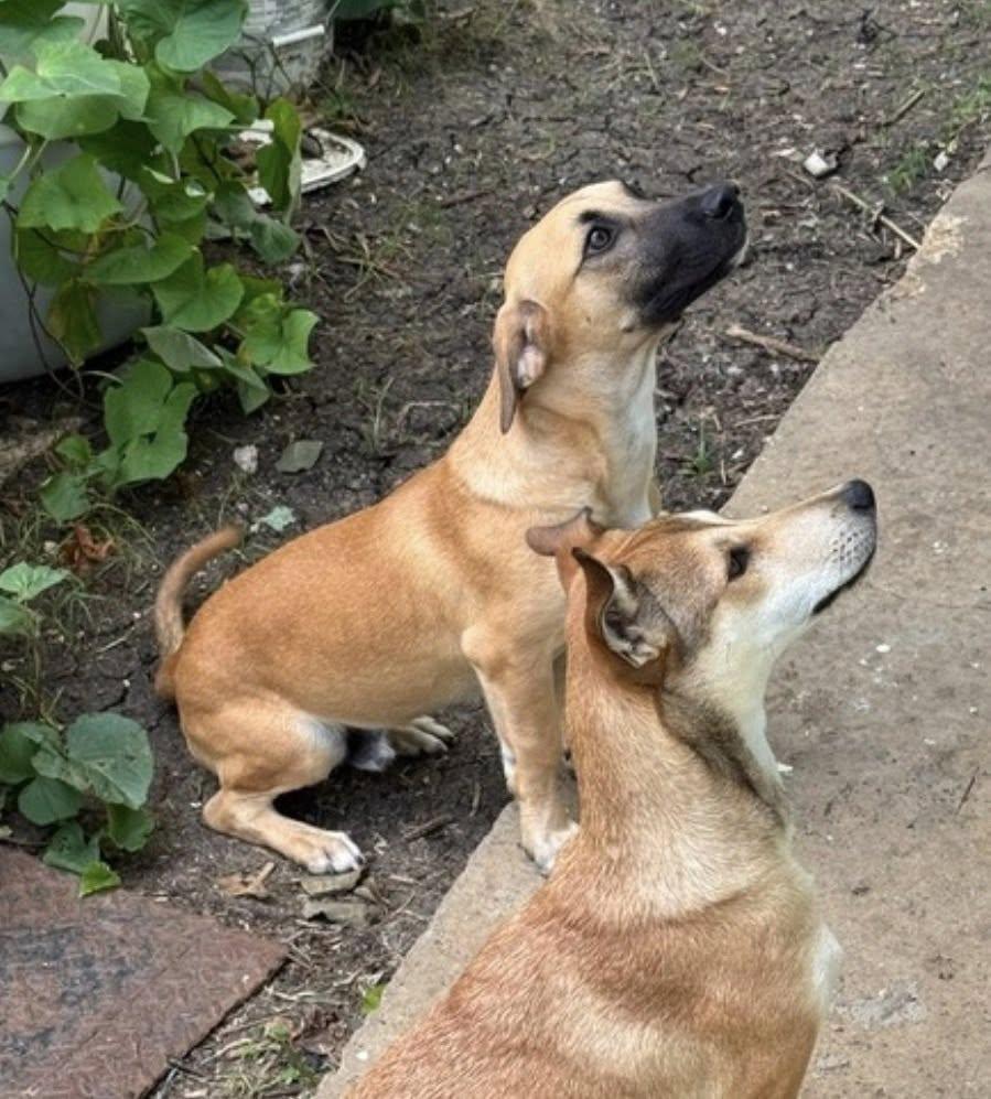 Enlarge MARIO (FOSTER OR FOSTER TO ADOPT!), a hold mixed breed in Ajax, ON image 3/4