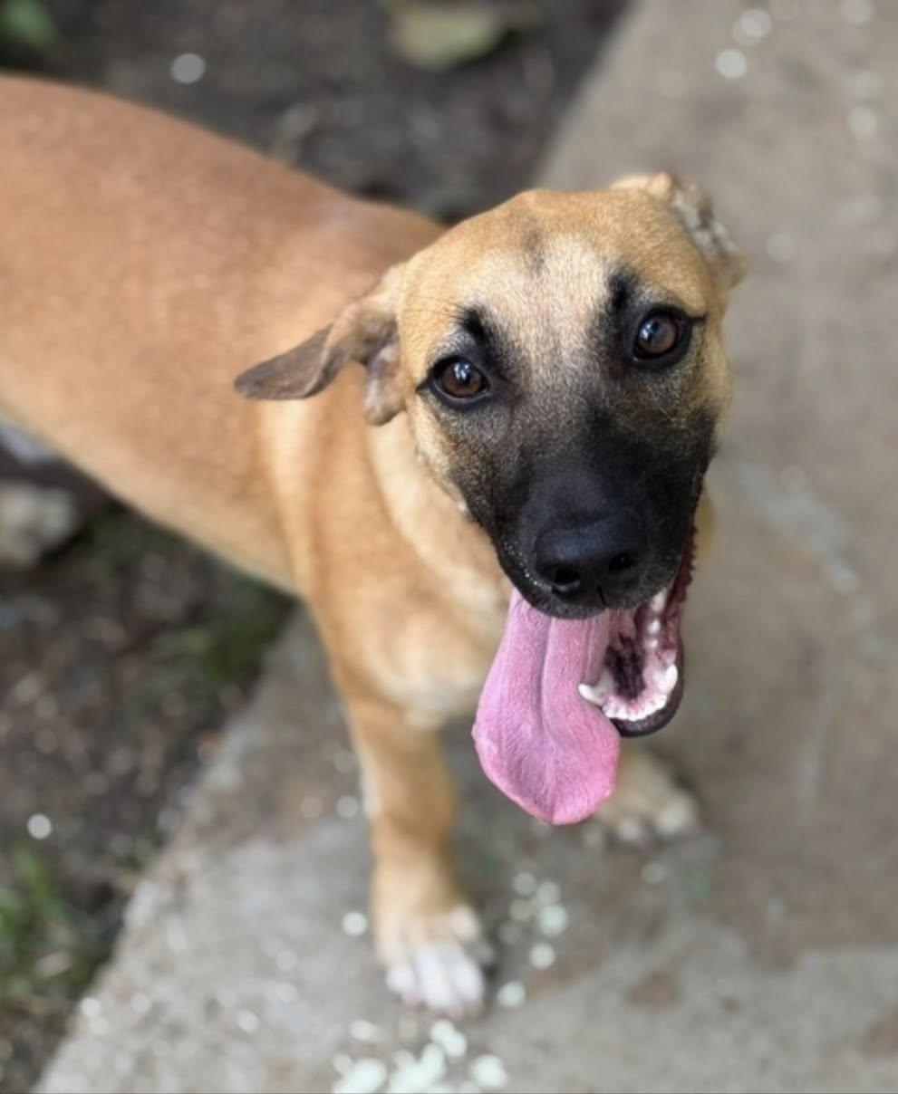 Enlarge MARIO (FOSTER OR FOSTER TO ADOPT!), a hold mixed breed in Ajax, ON image 2/4