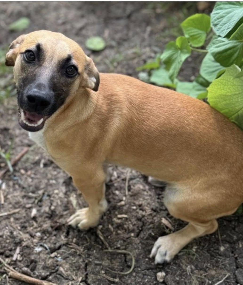 Enlarge MARIO (FOSTER OR FOSTER TO ADOPT!), a hold mixed breed in Ajax, ON image 1/4