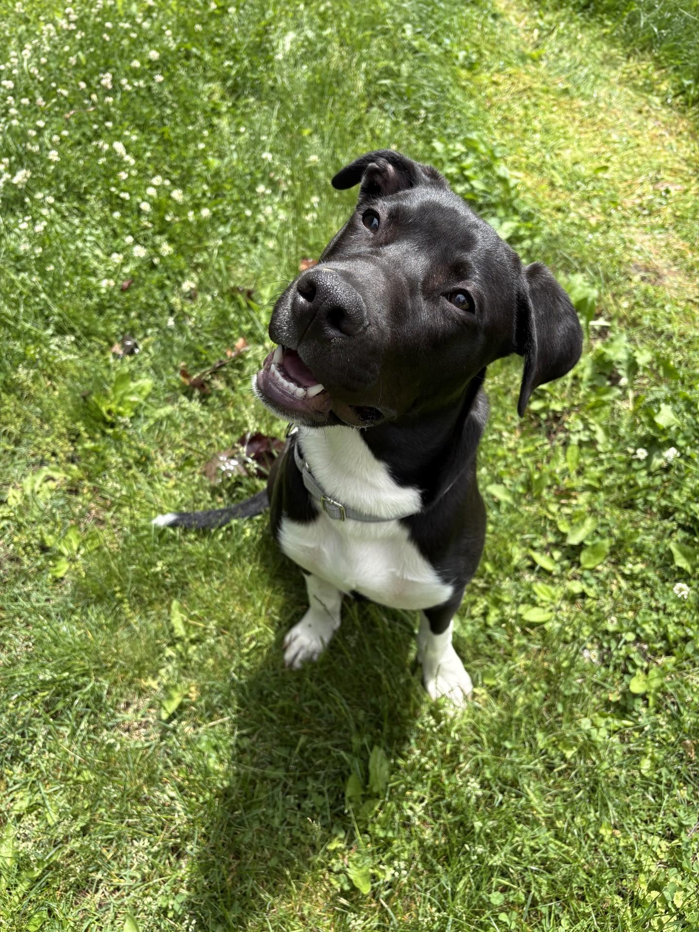 Enlarge Knox, an adoptable mixed breed in South Charleston, OH image 2/3