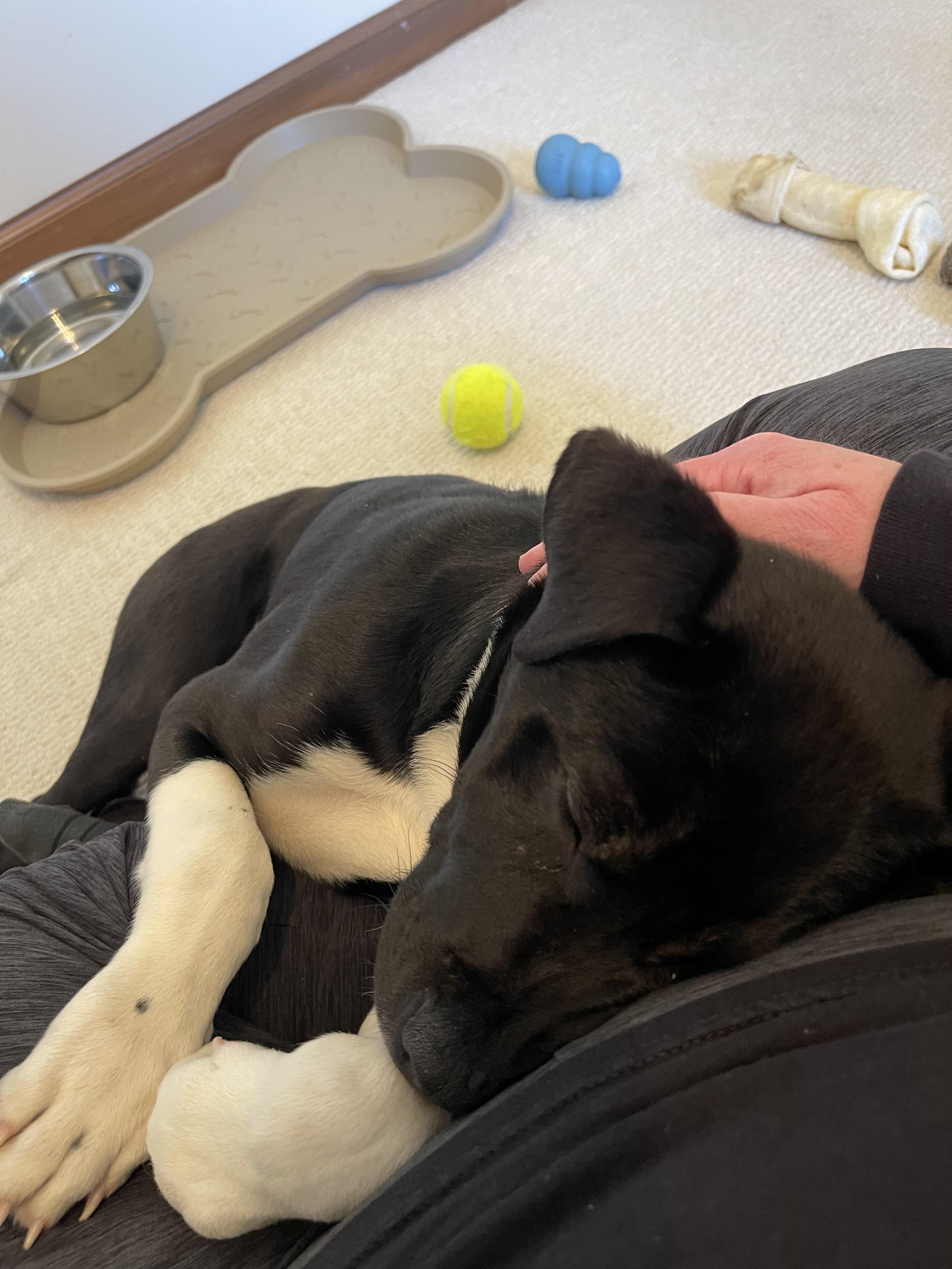Enlarge Knox, an adoptable mixed breed in South Charleston, OH image 3/3