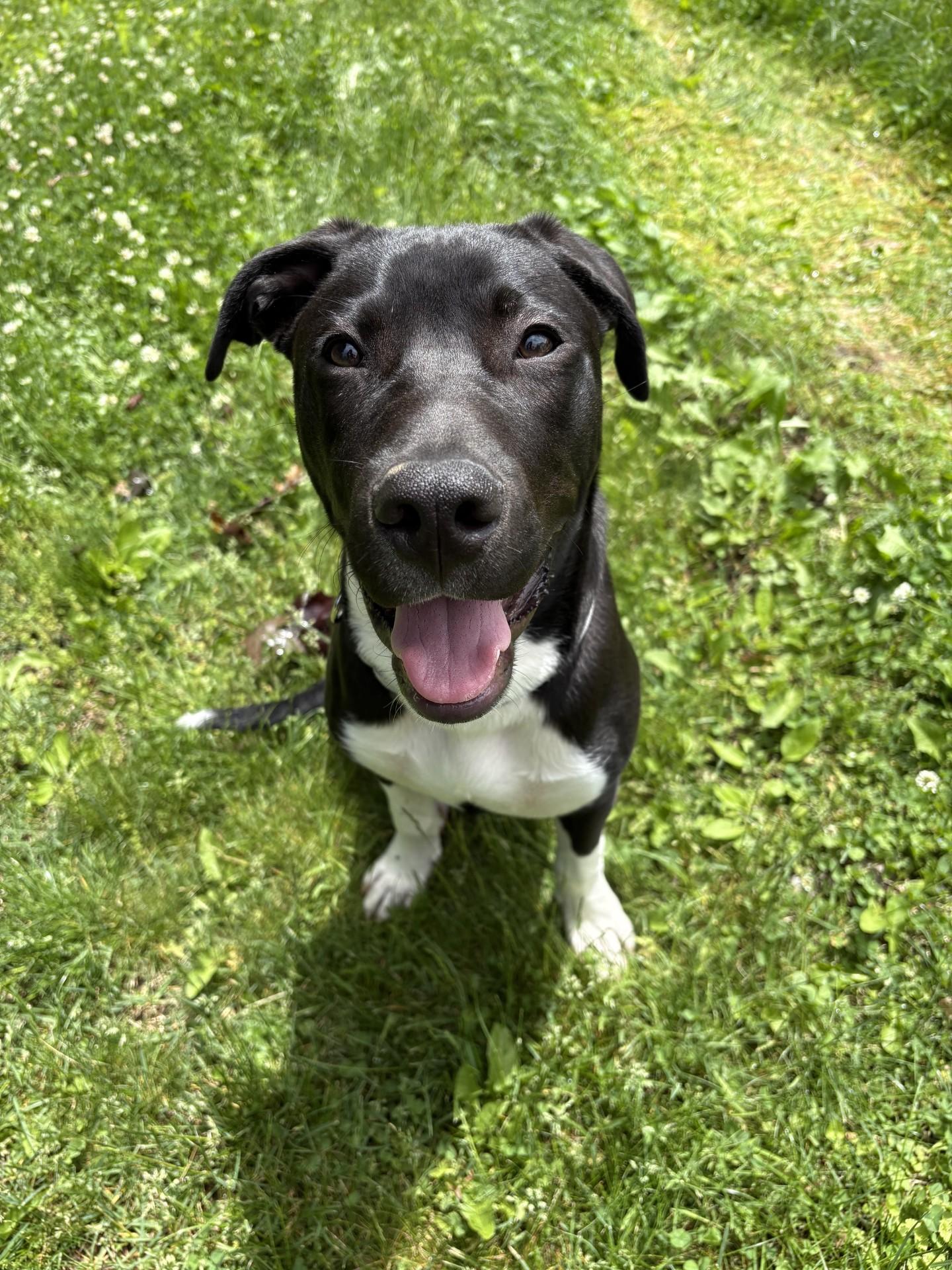 Enlarge Knox, an adoptable mixed breed in South Charleston, OH image 1/3