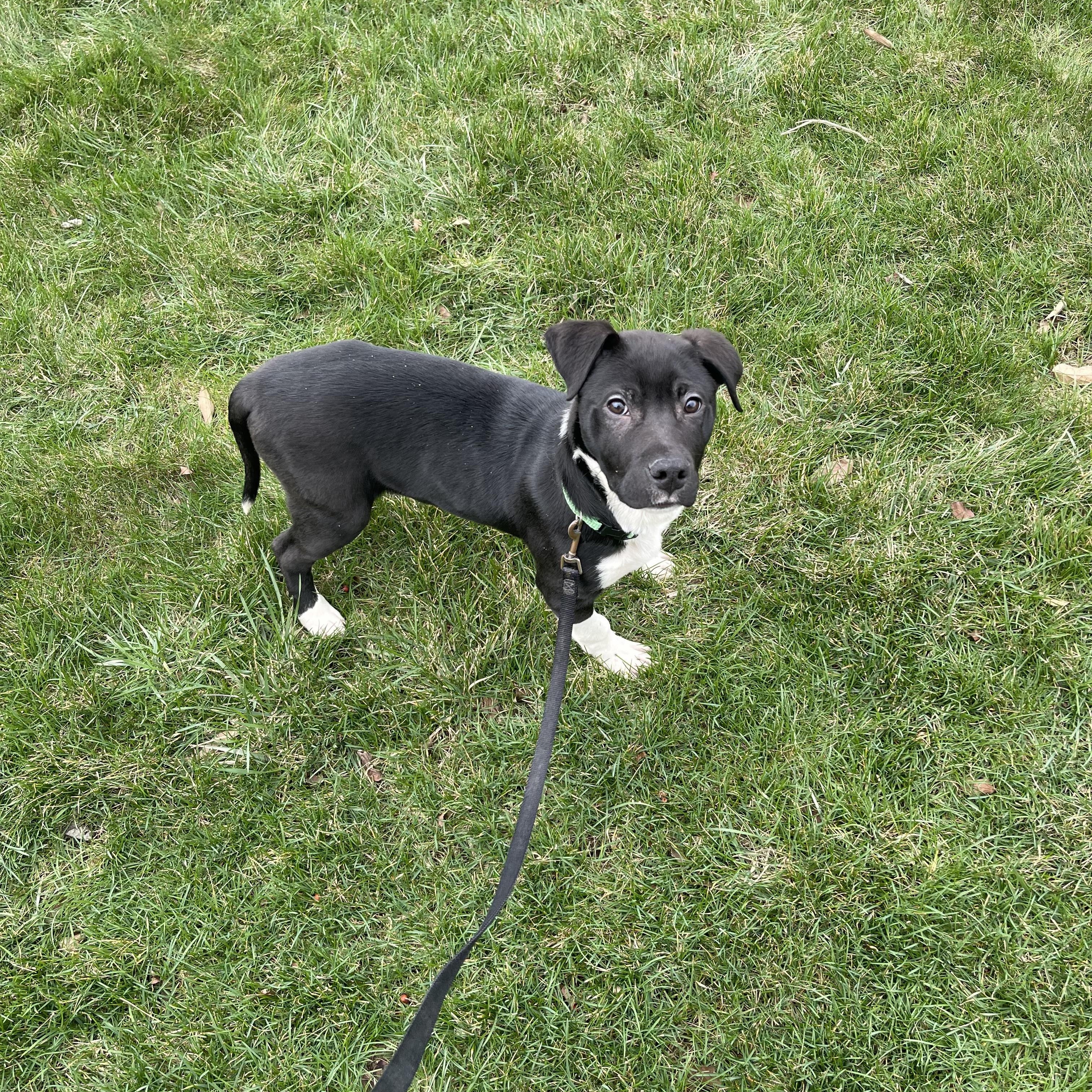 Enlarge Knox, an adoptable mixed breed in South Charleston, OH image 1/3