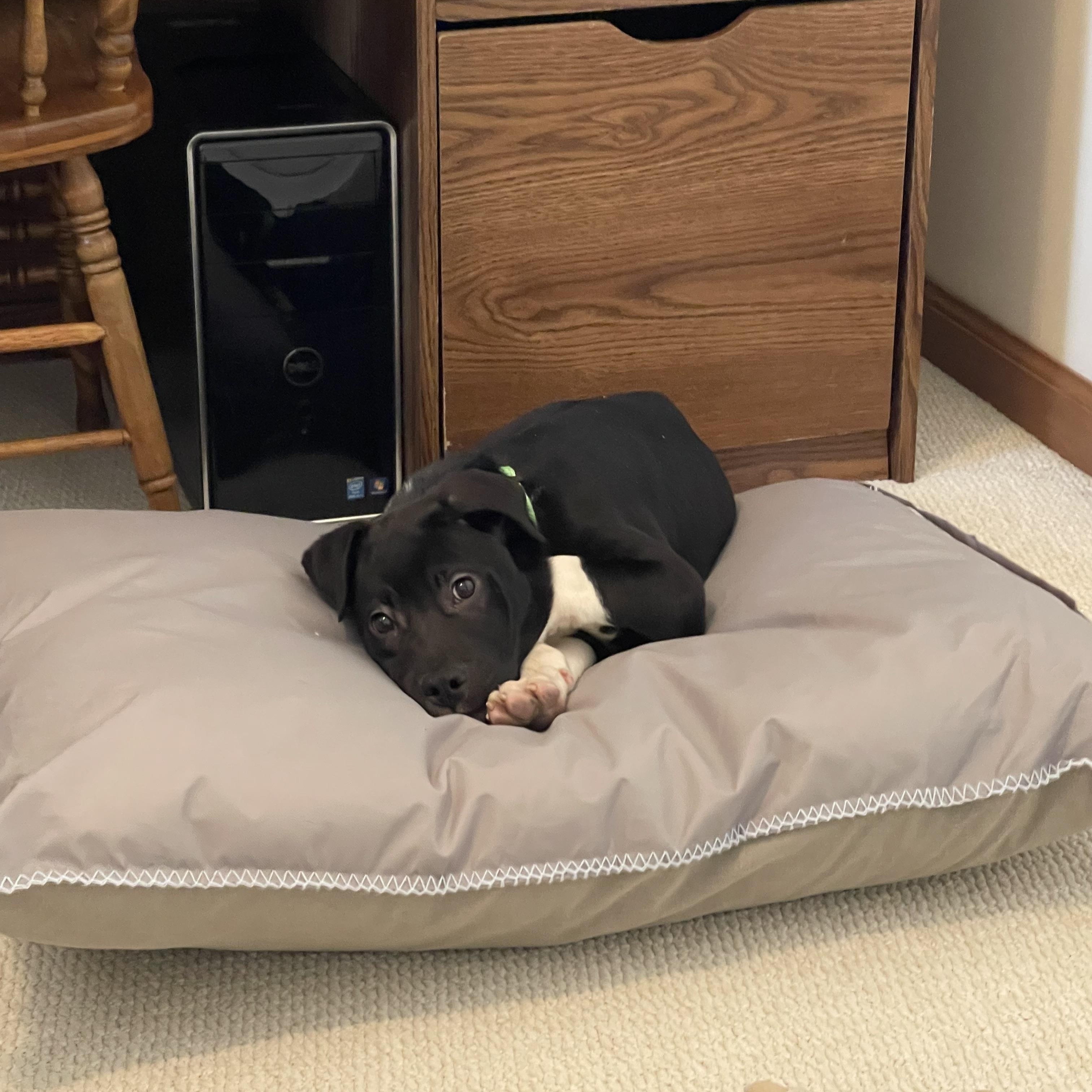Enlarge Knox, an adoptable mixed breed in South Charleston, OH image 2/3