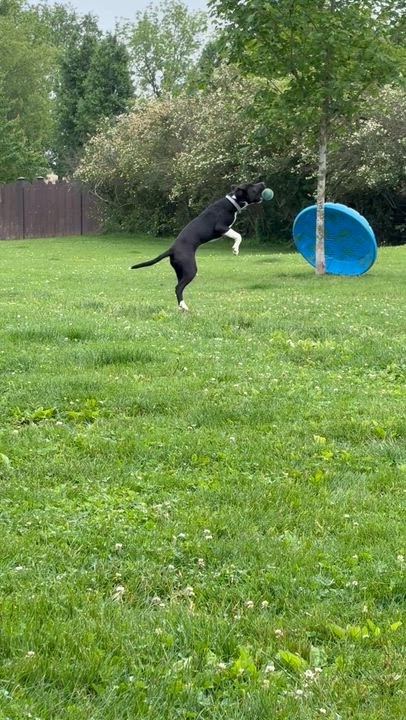 Enlarge Knox, an adoptable mixed breed in South Charleston, OH video 3/3