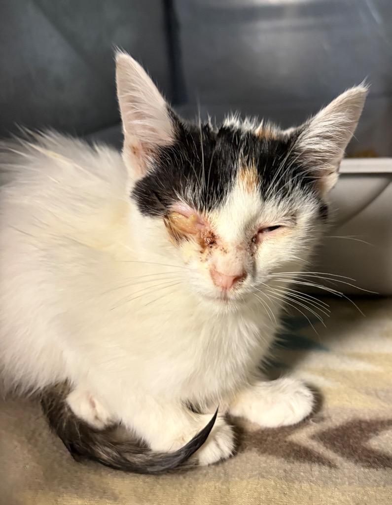 Twizzle, Adopted, Kitten Female Domestic Short Hair.