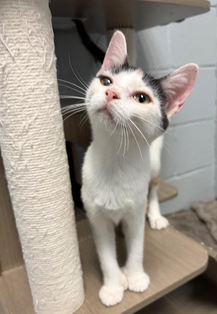 Twizzle, a Adopted mixed breed in Huntington, IN image 2/2