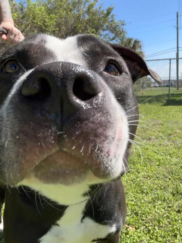 Stuart, Adoptable, Adult Male Mixed Breed.