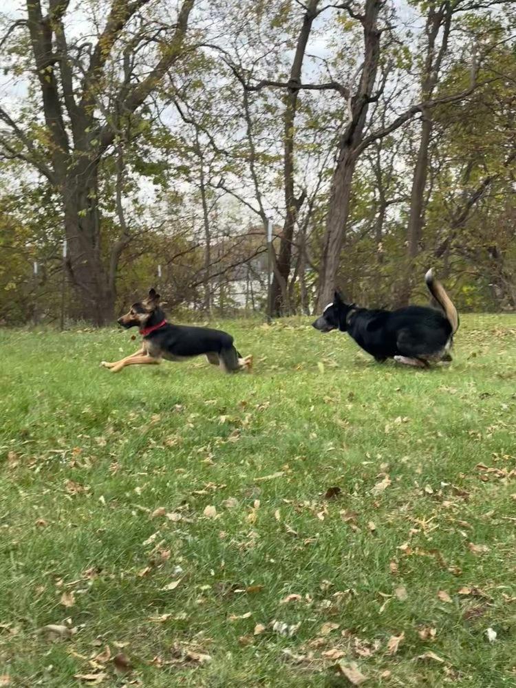 Grizz, Adoptable, Young Male German Shepherd Dog.