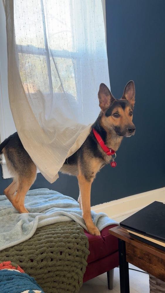 Grizz, a Adoptable German Shepherd Dog image 2/5