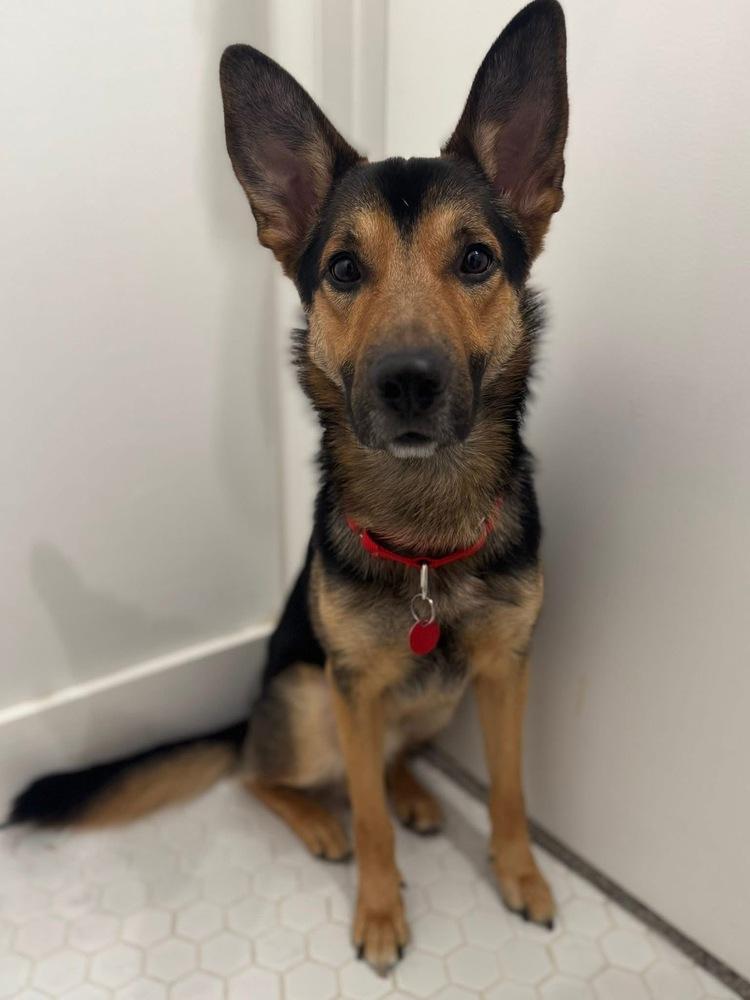 Grizz, a Adoptable German Shepherd Dog image 3/5