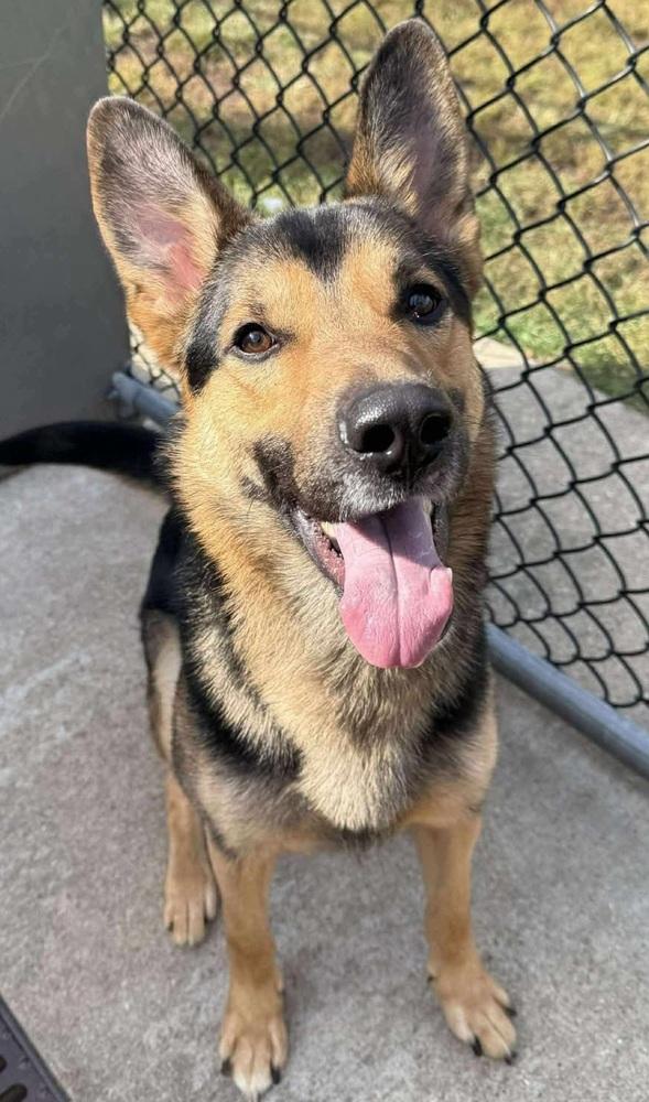 Grizz, a Adoptable German Shepherd Dog image 4/5