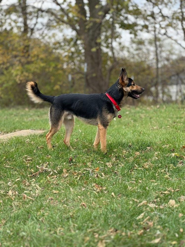 Grizz, a Adoptable German Shepherd Dog image 5/5