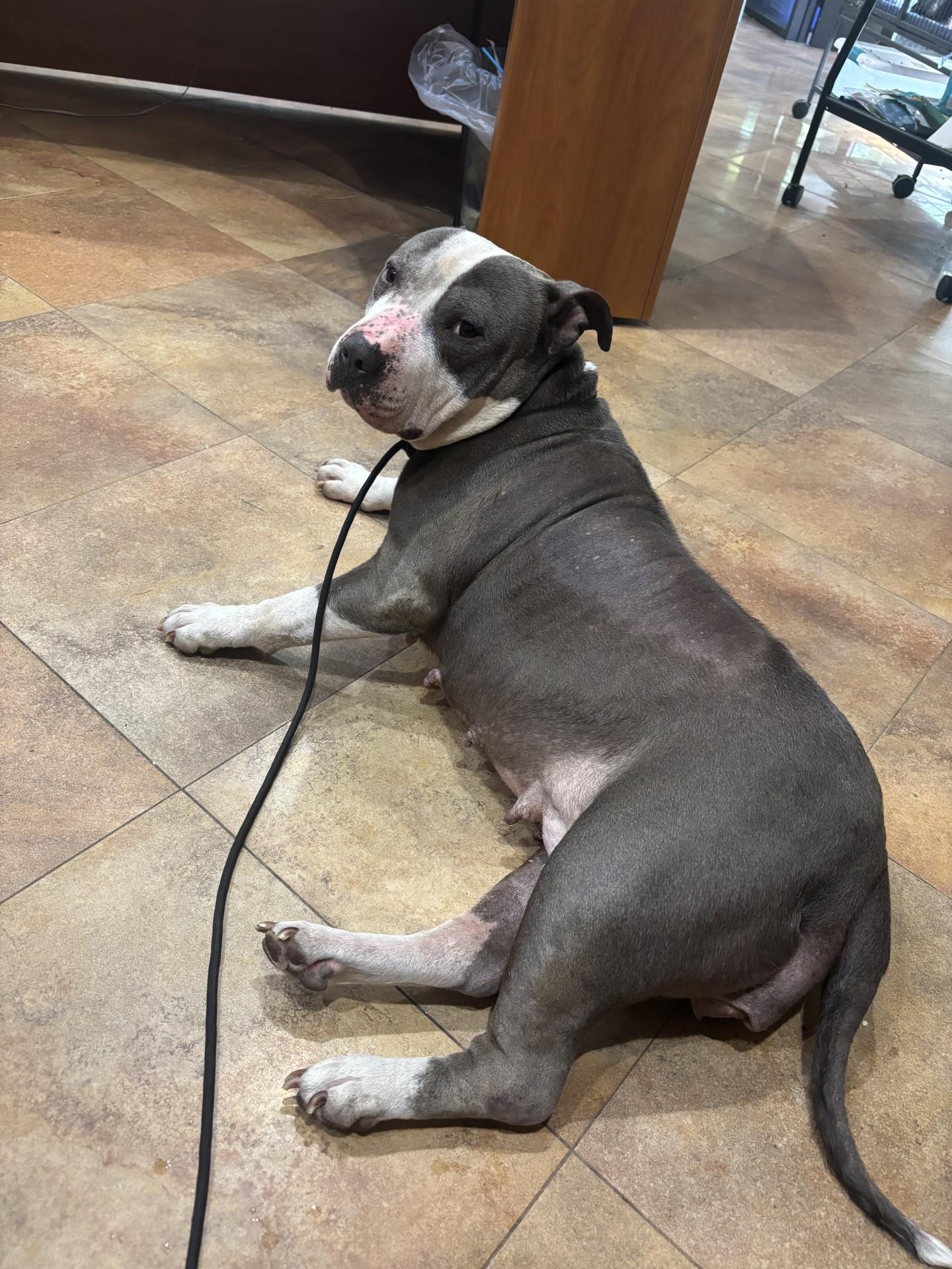 #198 Tiny, Adoptable, Adult Female American Staffordshire Terrier.