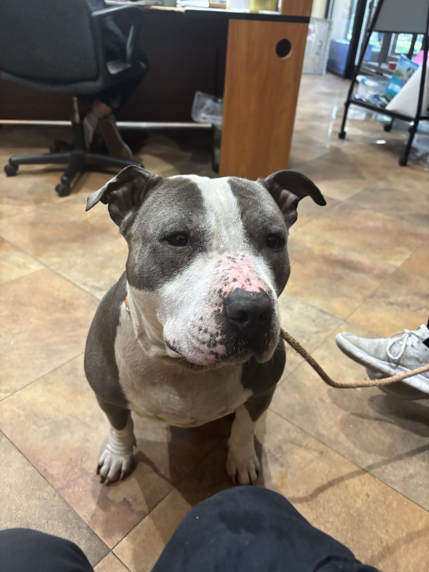 #198 Tiny, a Adoptable mixed breed in Pawtucket, RI image 2/2