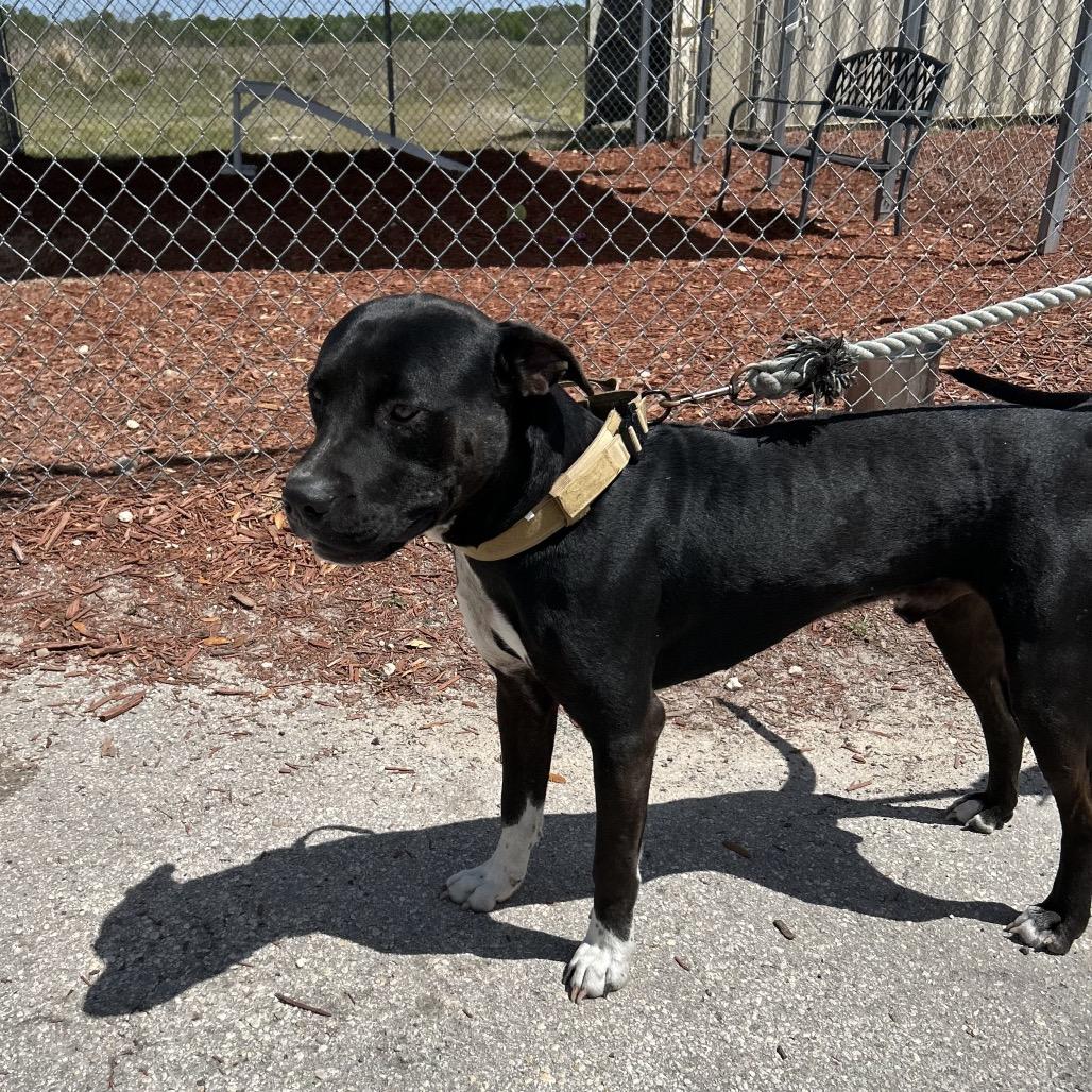 Greyson, Adoptable, Young Male Mixed Breed.